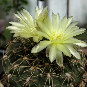 DSC05201Gymnocalycium leeanum