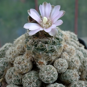 DSC05203Gymnocalycium bruchii ssp. albispinum