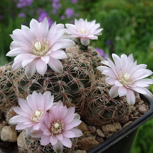 DSC05205Gymnocalycium bruchii ssp. niveum LF90