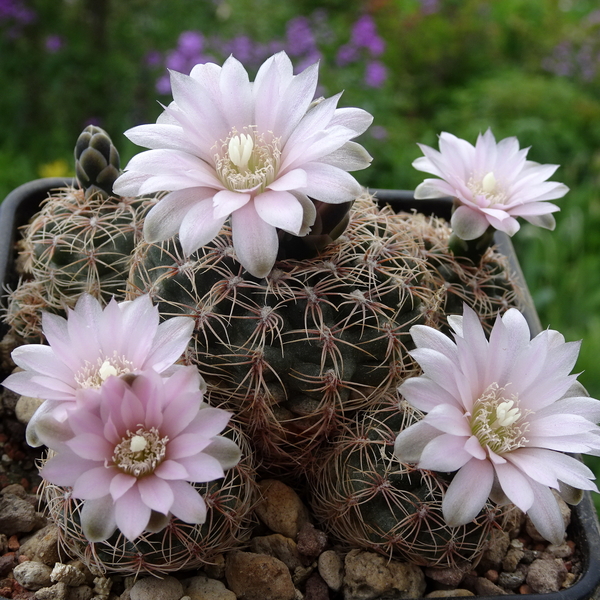 DSC05206Gymnocalycium bruchii ssp. niveum LF90