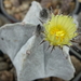 DSC05207Astrophytum myriostigma