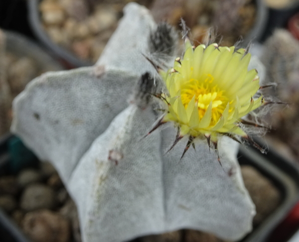 DSC05207Astrophytum myriostigma