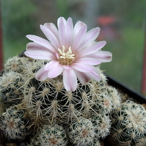 DSC05208Gymnocalycium bruchii