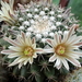 DSC05214Mammillaria heyderi v. hemisphaerica