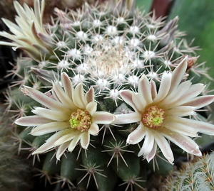 DSC05214Mammillaria heyderi v. hemisphaerica