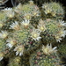 DSC05215Mammillaria crinita ssp. wildii