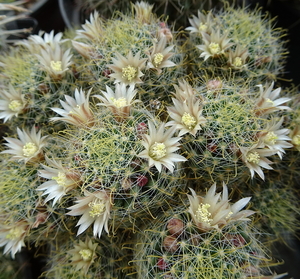 DSC05215Mammillaria crinita ssp. wildii