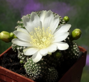 DSC05226Rebutia krainziana v. albiflora