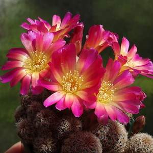 DSC05236Sulcorebutia sp.