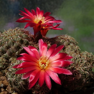 DSC05249Sulcorebutia canigueralii var. applanata PK 27