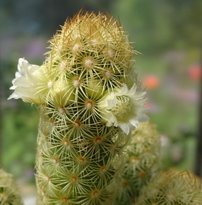 DSC05255Mammillaria elongata