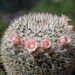 DSC05256Mammillaria elegans cv. Tehuixtlan