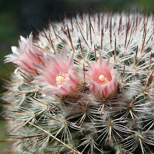 DSC05257Mammillaria elegans cv. Tehuixtlan