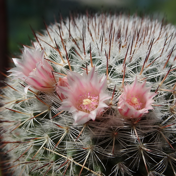 DSC05258Mammillaria elegans cv. Tehuixtlan