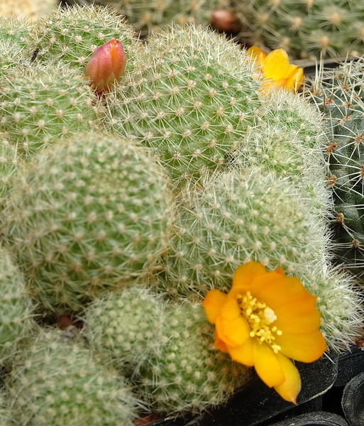 DSC05265Aylostera fabrisii v. aureiflora