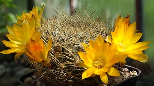 DSC05310Sulcorebutia candiae VS 628