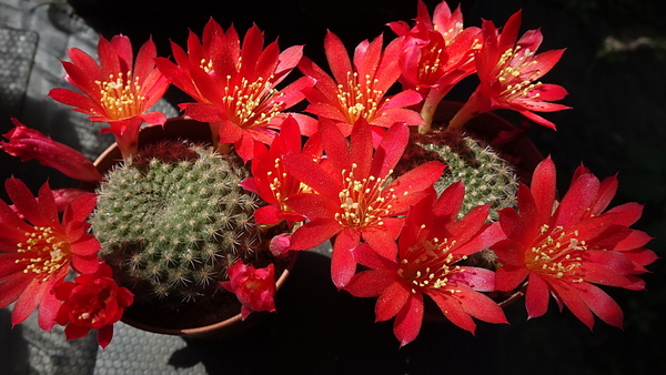 DSC05314Rebutia albiareolata