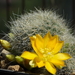 DSC05352Rebutia senilis v. kesselringiana