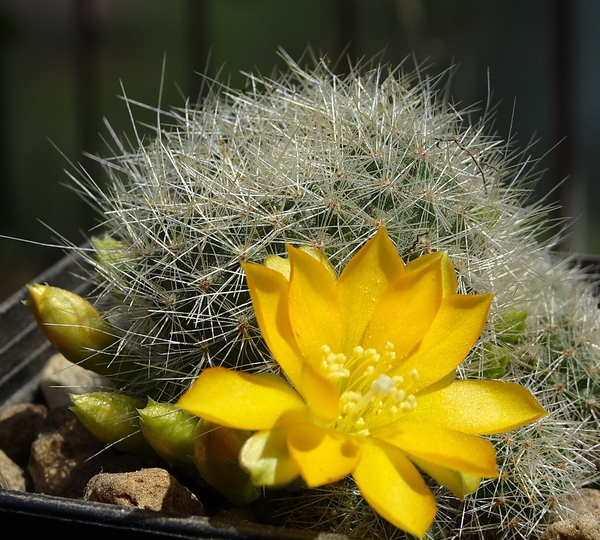 DSC05352Rebutia senilis v. kesselringiana