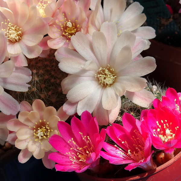 DSC05358Rebutia minuscula v. violaciflora