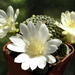 DSC05365Rebutia krainziana v. albiflora