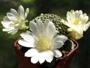 DSC05365Rebutia krainziana v. albiflora