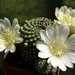 DSC05366Rebutia krainziana v. albiflora