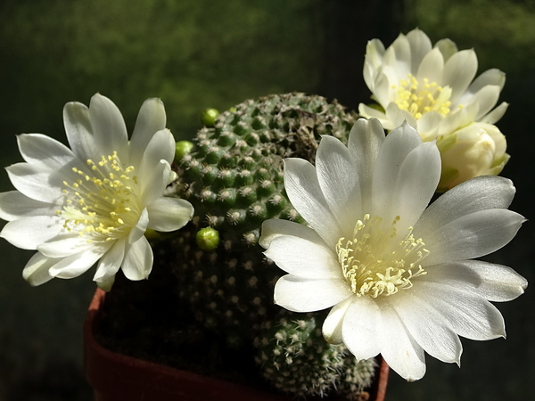 DSC05366Rebutia krainziana v. albiflora