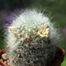 DSC05376Mammillaria scheinvariana GM1545