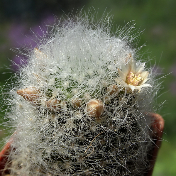 DSC05377Mammillaria scheinvariana GM1545