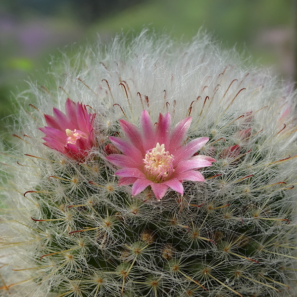 DSC05380Mammillaria bocasana ssp. roseiflora