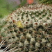 DSC05381Mammillaria karwinskiana