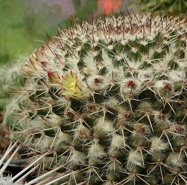 DSC05381Mammillaria karwinskiana