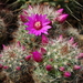 DSC05382Mammillaria zeilmanniana