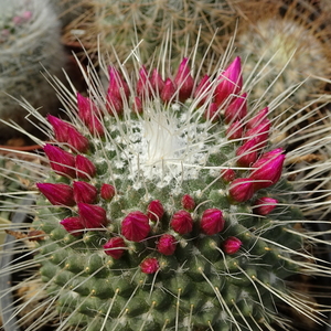 DSC05383Mammillaria spinosissima 'Un pico'