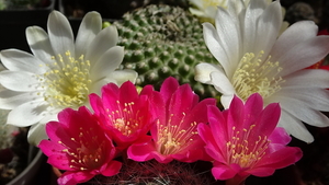 DSC05392Rebutia minuscula v. violaciflora