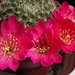 DSC05393Rebutia minuscula v. violaciflora