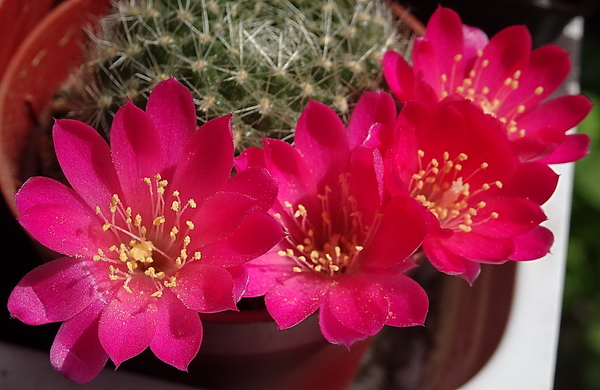 DSC05393Rebutia minuscula v. violaciflora