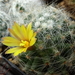 DSC05384Mammillaria baumii