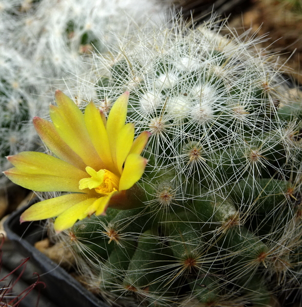 DSC05384Mammillaria baumii