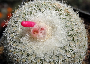 DSC05394Epithelantha micromeris v. unguispina