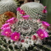 DSC05404Mammillaria woodsii