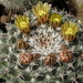 DSC05405Mammillaria uncinata GM 1025