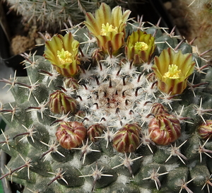 DSC05405Mammillaria uncinata GM 1025