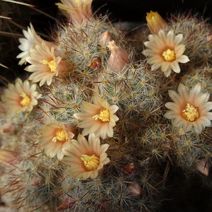 DSC05406Mammillaria prolifera