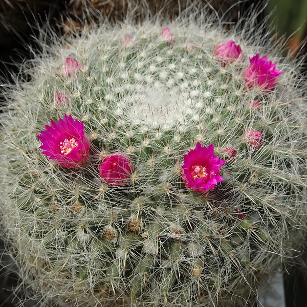 DSC05409Mammillaria hahniana