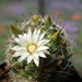 DSC05410Mammillaria zeilmanniana alba