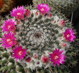 DSC05411Mammillaria woodsii