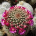 DSC05412Mammillaria ernestii