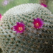 DSC05408Mammillaria haageana